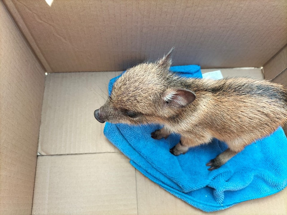 Gobierno municipal de Cozumel rescata cría de pecarí en la zona norte de la isla