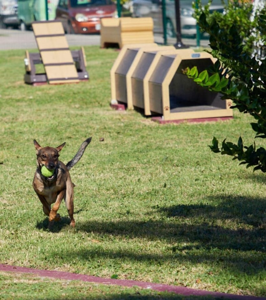Parque Canino de Cozumel abre en nuevo horario extendido 