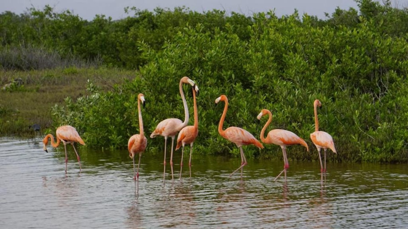 La Fundación de Parques y Museos registra la llegada de flamencos rosados a Punta Sur