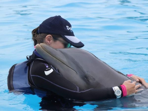 Dolphin Discovery festejará el Dia del Delfin con una semana completa de actividades