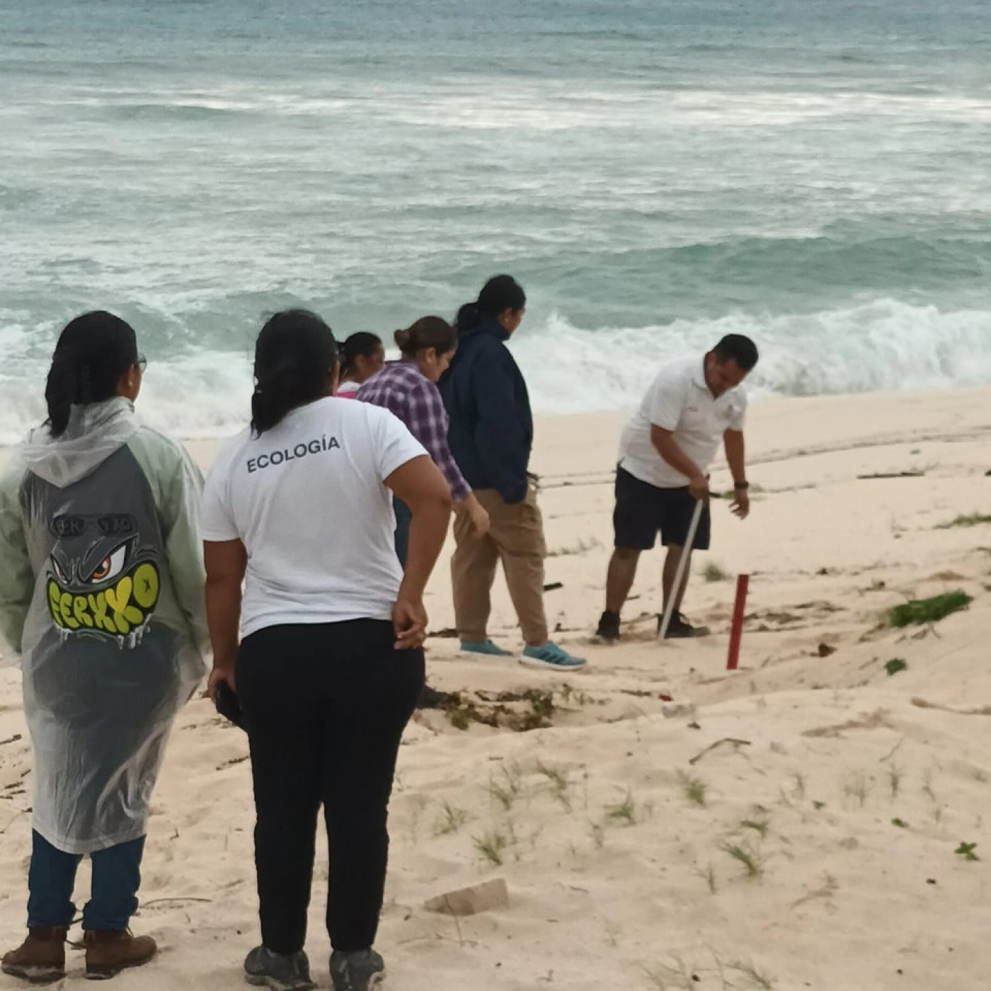 Gobierno de Juanita Alonso realiza acciones para proteger los nidos de las tortugas marinas