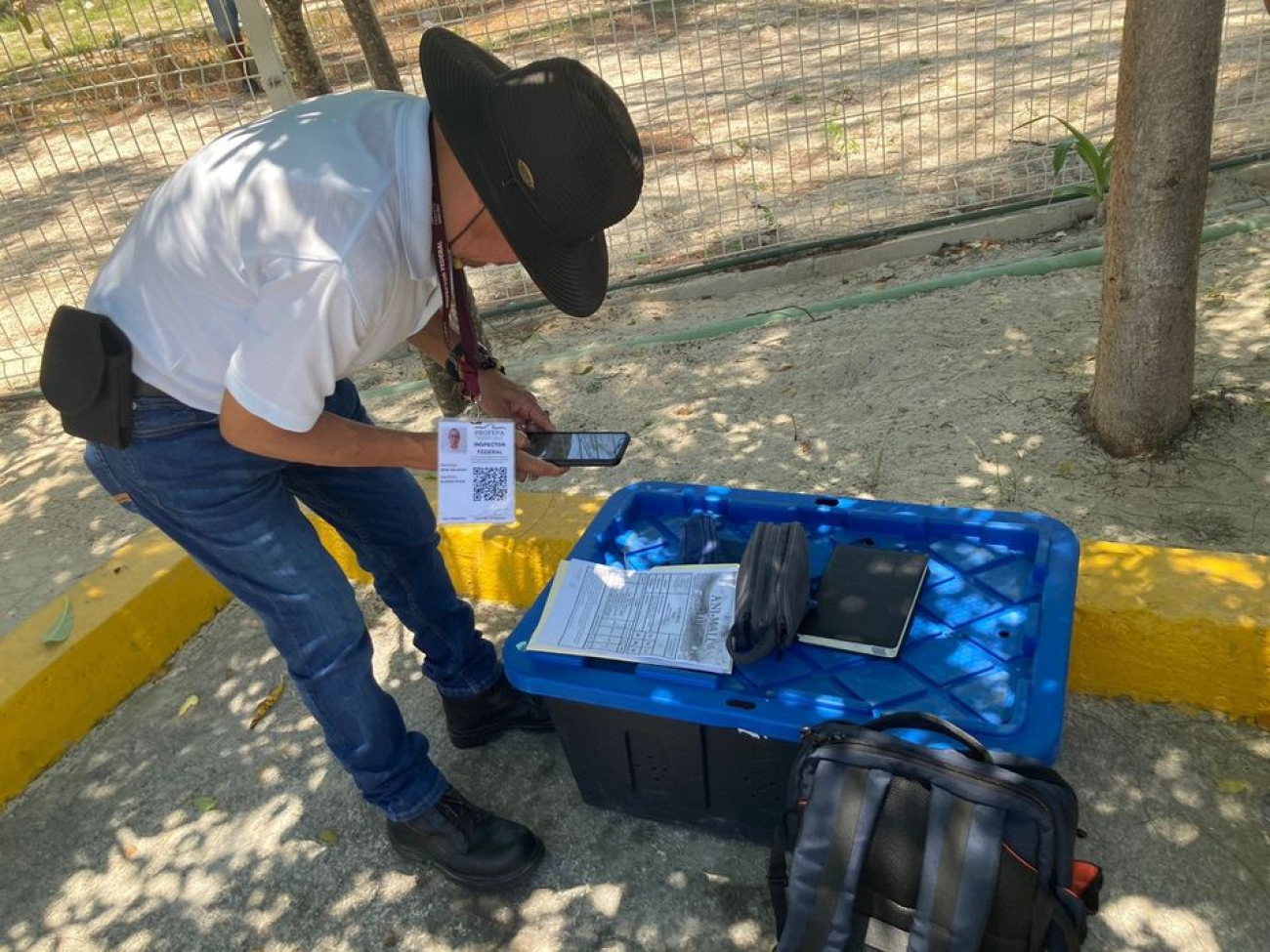 Entrega Ecología de Isla Mujeres animales silvestres a la Profepa