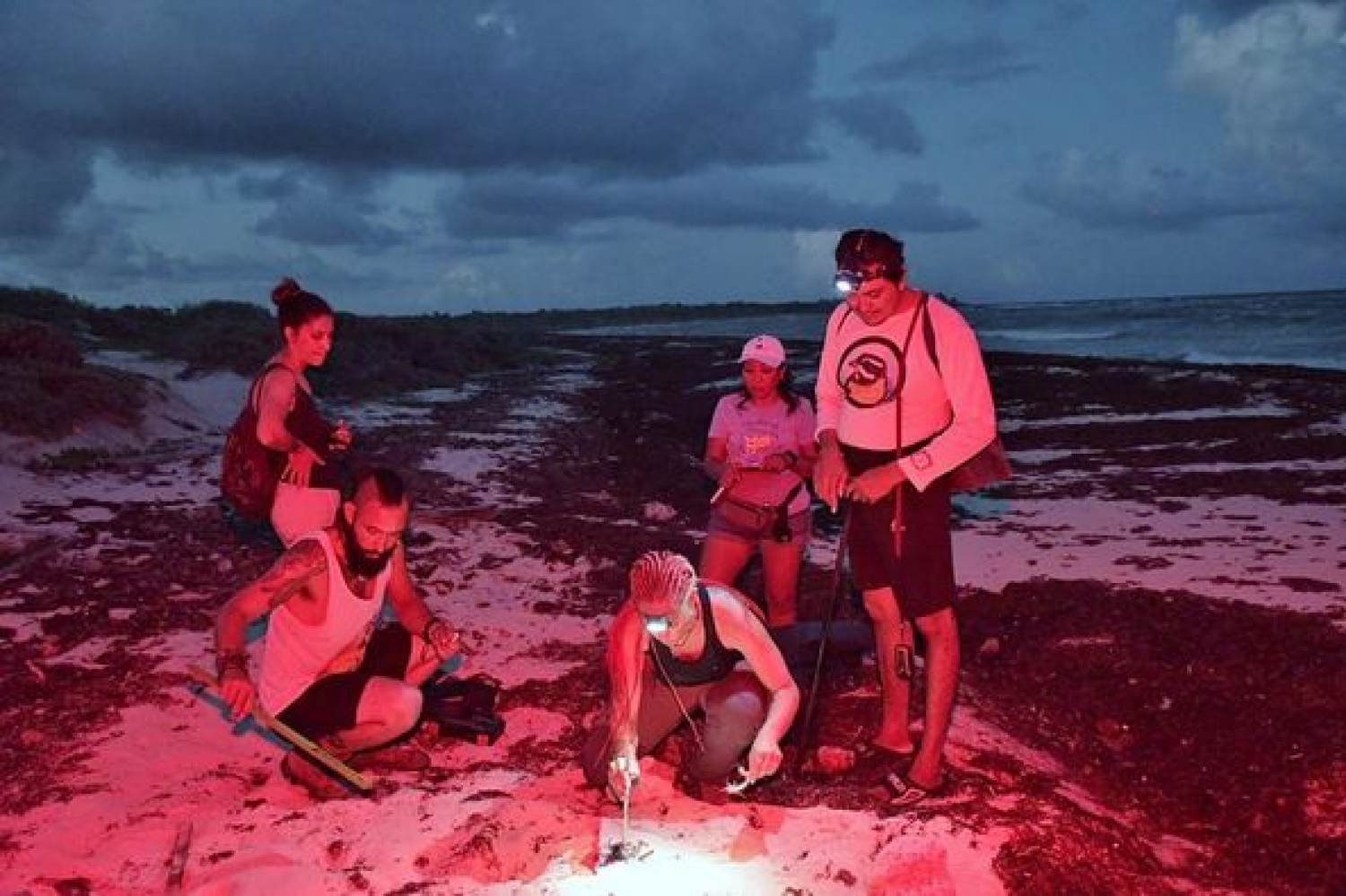 Registra la FPMC 82 nidos de tortuga marina en Punta Sur