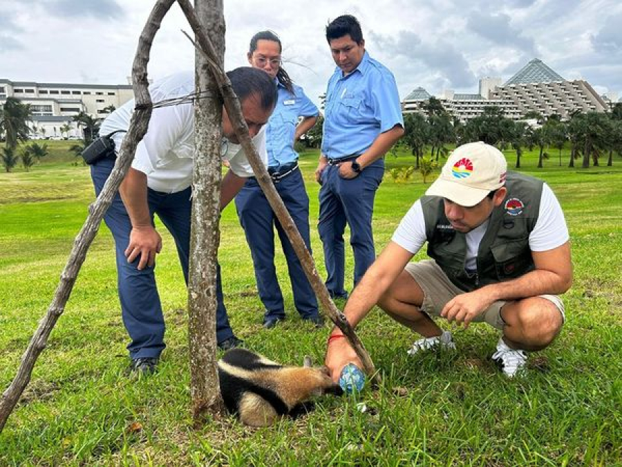 Rescata gobierno de BJ oso hormiguero en zona hotelera