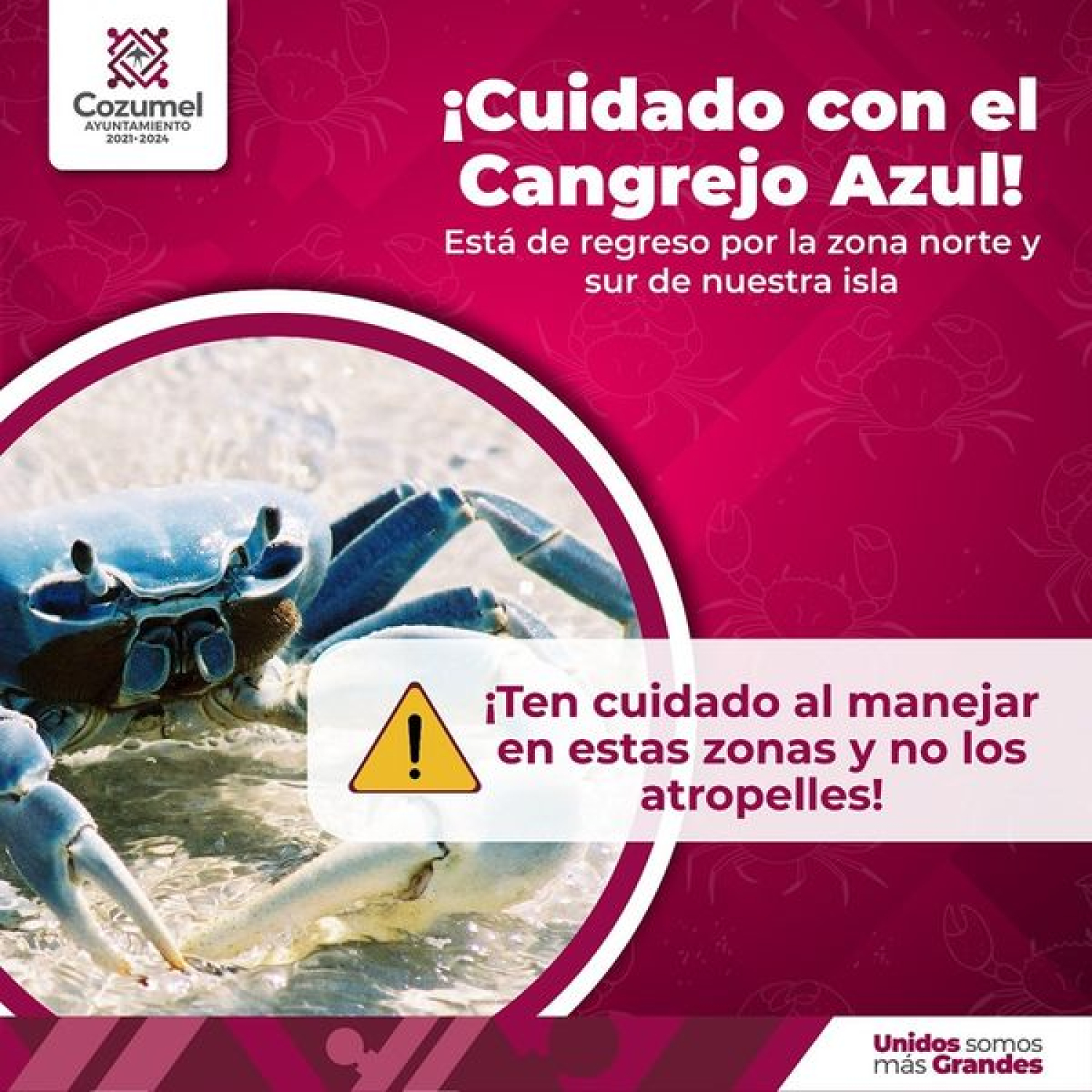 Realizan en Cozumel acciones para la preservación del Cangrejo Azul, especie en riesgo