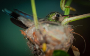 Invitan a los cozumeleños a participar en el monitoreo de nidos de Colibrí Esmeralda
