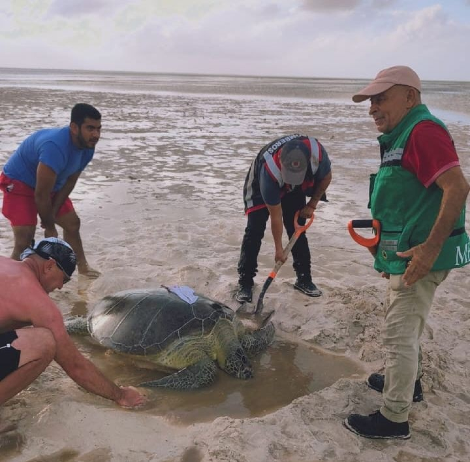 Gobierno de Isla Mujeres rescata tortuga blanca varada en Isla Blanca