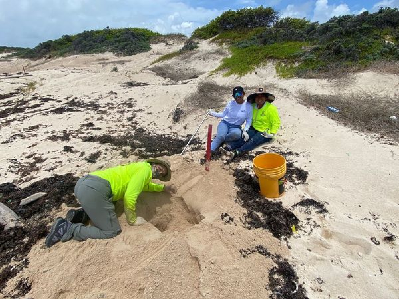 Brigadas aplican protocolo de contingencia para salvar nidos de tortuga marina