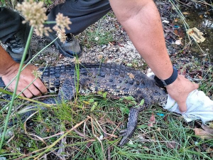 Gobierno municipal rescata a ejemplar de Cocodrilo Americano en la zona sur de la isla