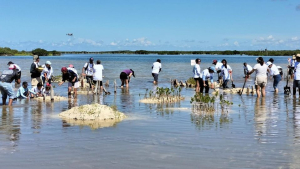 La FPMC encabezó una jornada de restauración de manglar con los Jóvenes MAB y los Guardianes del Mar