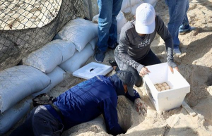 Resguarda gobierno de Benito Juárez nidos de tortugas por llegada del huracán “Beryl”