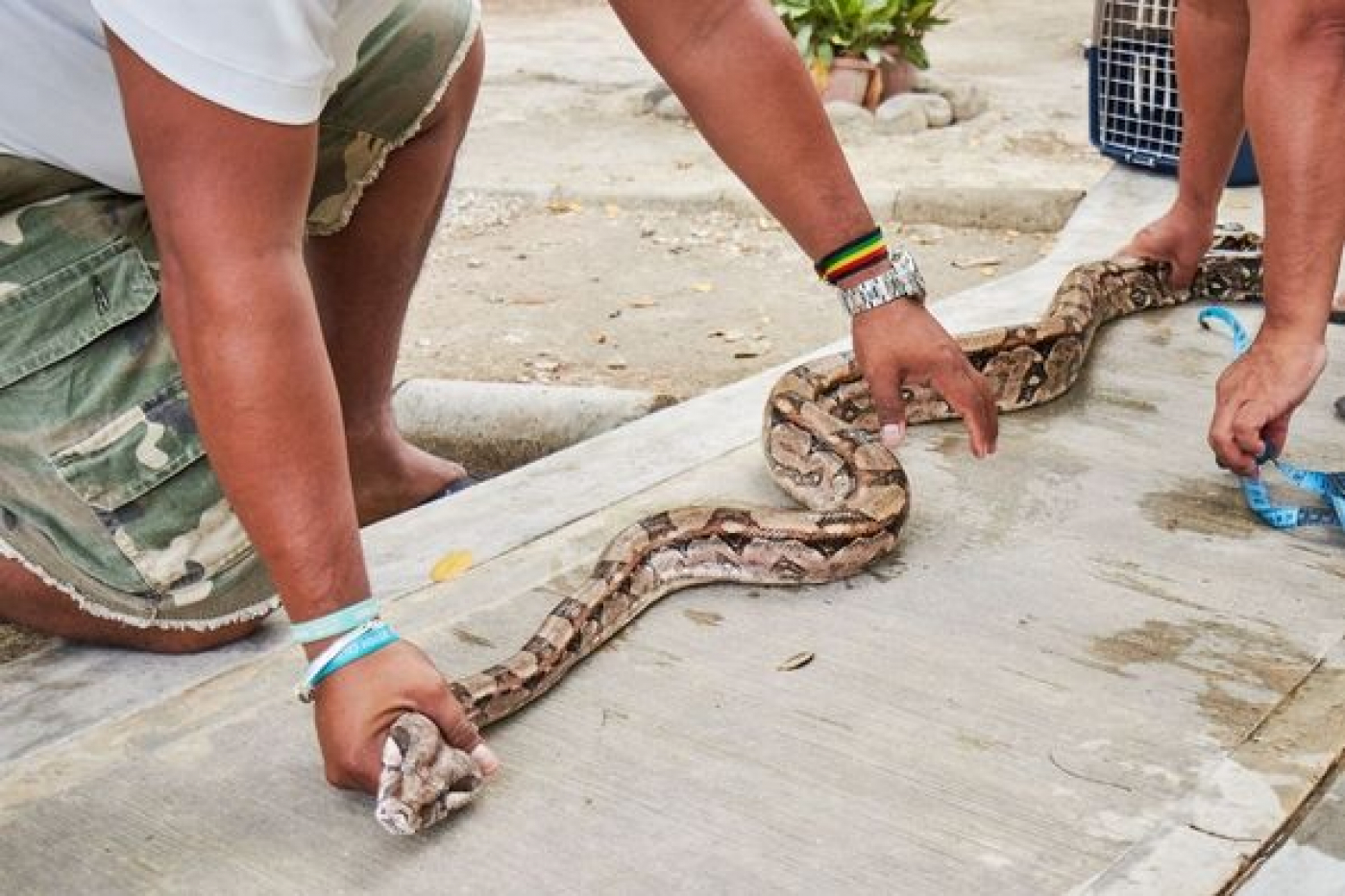 PROFEPA imparte curso de manejo de fauna silvestre