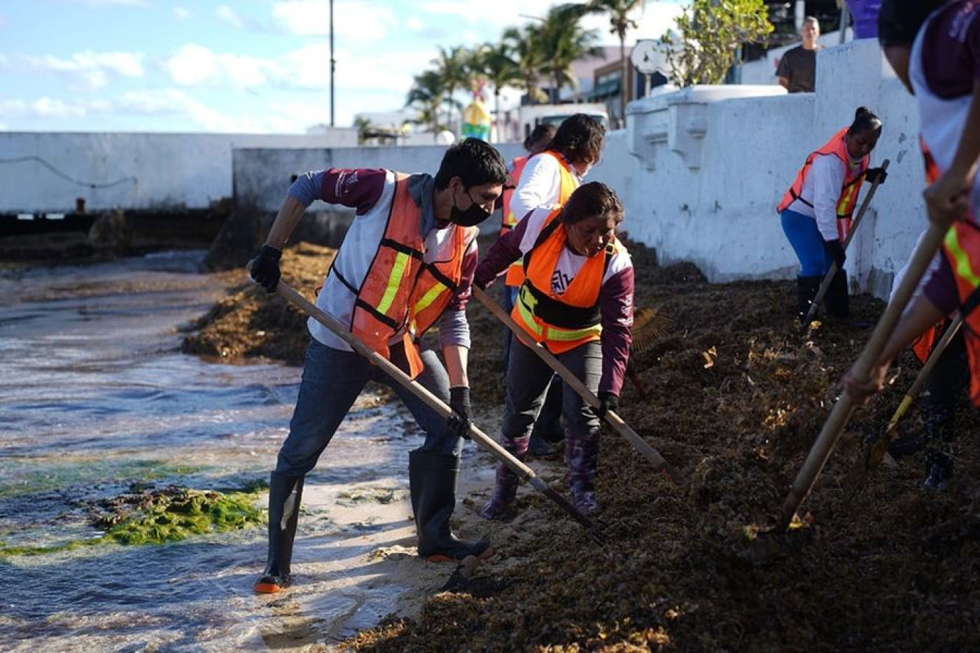 Atienden arribo atípico de sargazo frente al malecón de Cozumel