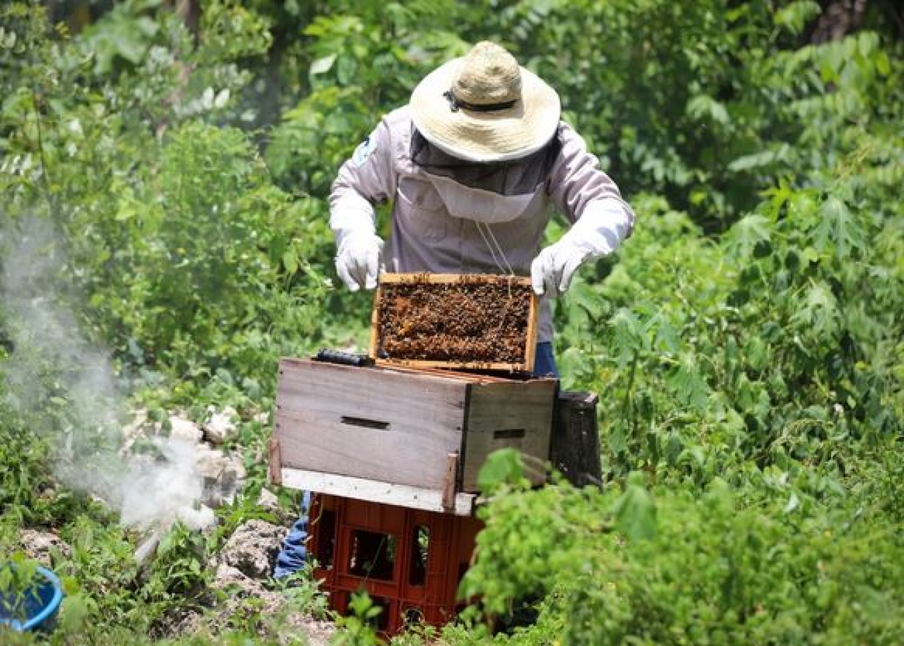 Los sectores agropecuario, pesquero Y apícola de Puerto Morelos crecen y se diversifican