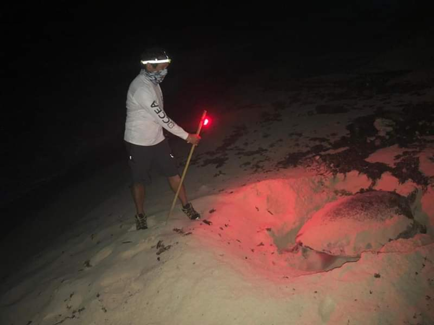 La FPMC registró el primer nido de tortuga marina en el campamento de Punta Sur
