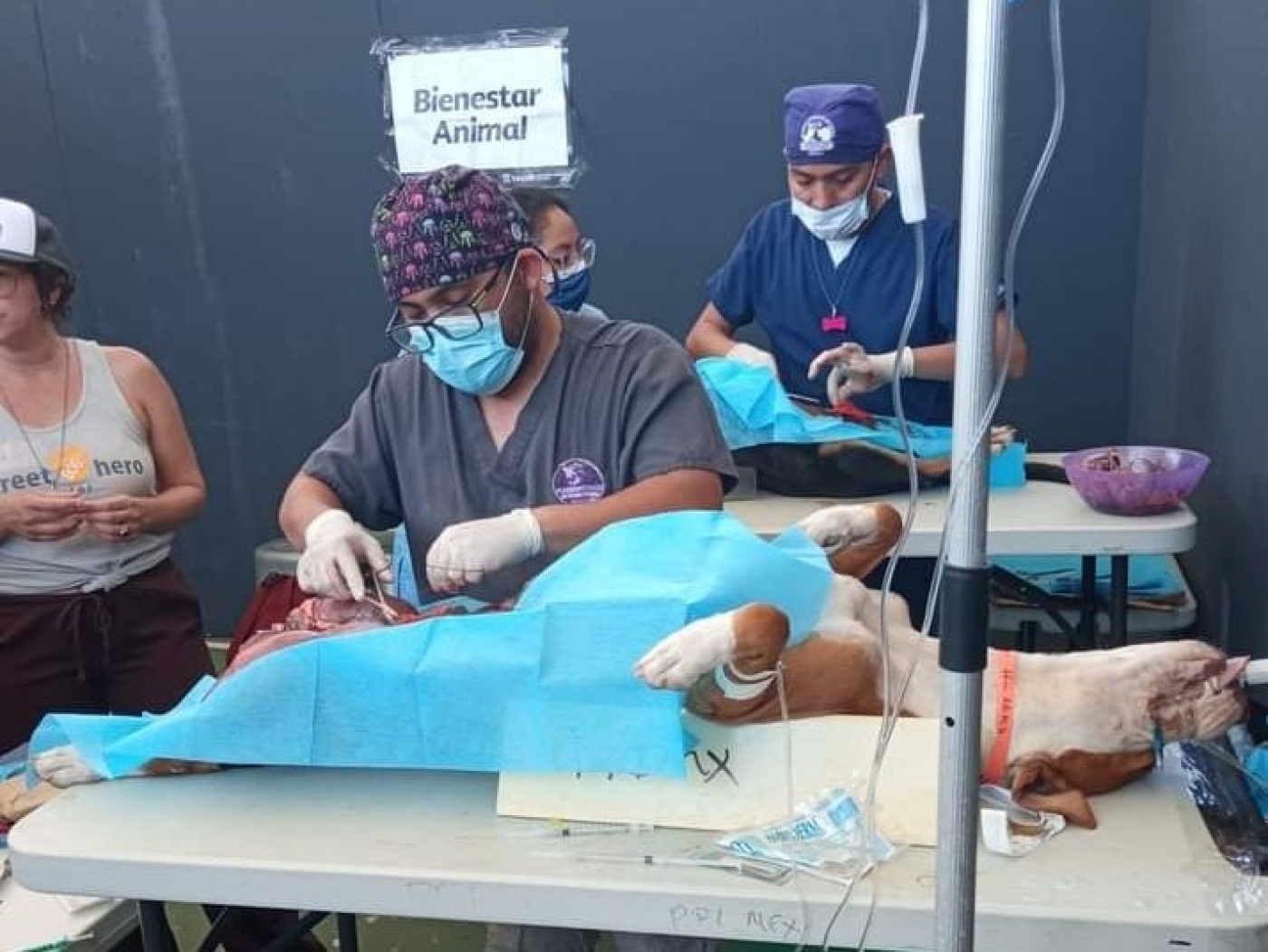 Esterilizan mascotas en Puerto Morelos para prevenir problemas de salud pública