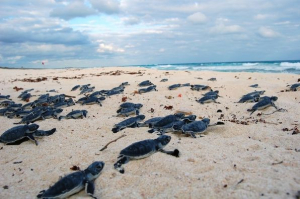 Detallan actividades para la temporada de arribo de la tortuga marina