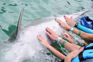 Dolphin Connection obtiene el sello American Humane Certified por brindar bienestar animal excepcional  a las especies bajo su cuidado