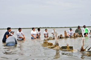 La FPMC realizó jornada de restauración de manglar en Punta Sur