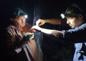 Investigadores del IPN continúan estudios de murciélagos en Cozumel