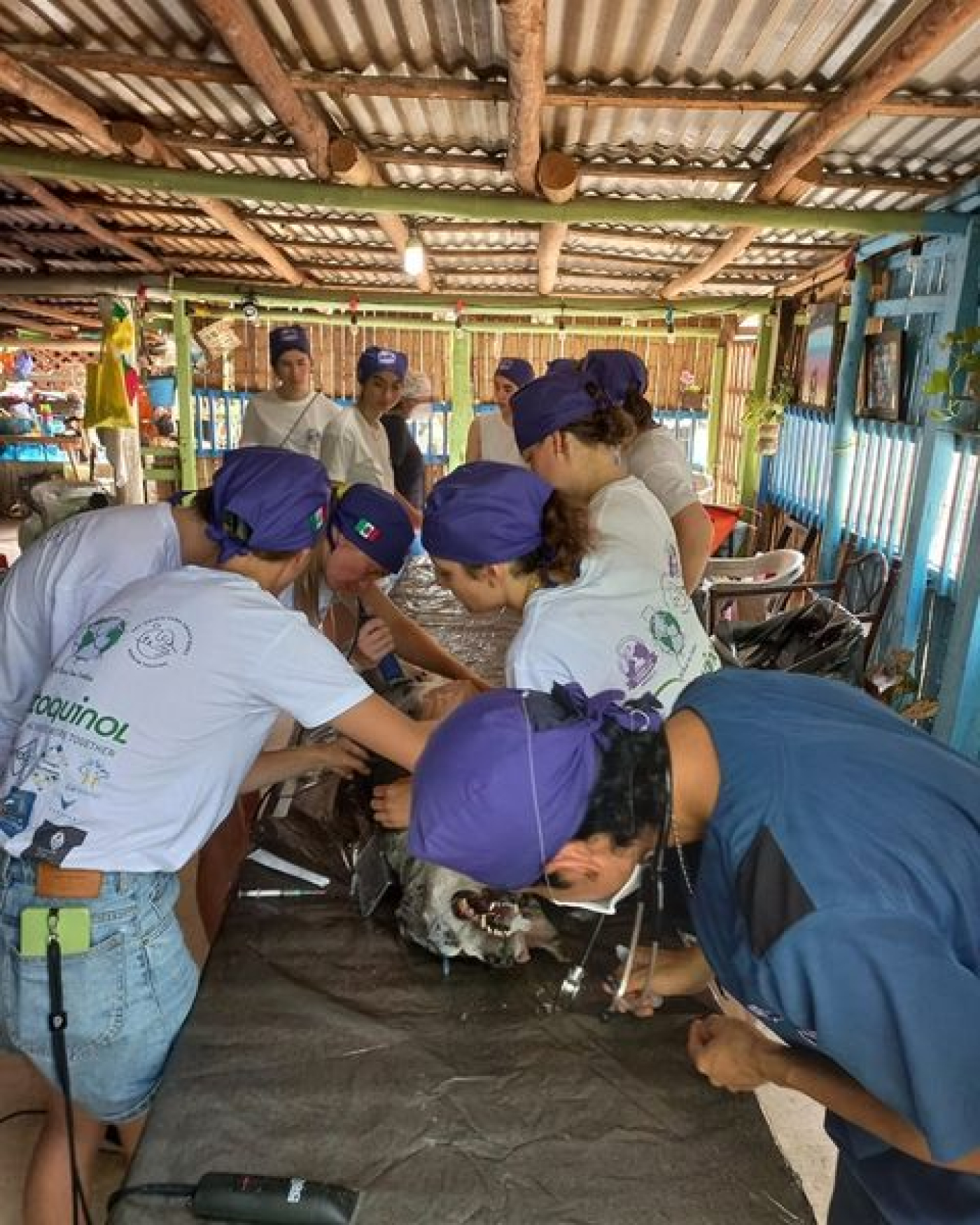 Realizan jornada de esterilización canina y felina en la zona agrícola de Puerto Morelos