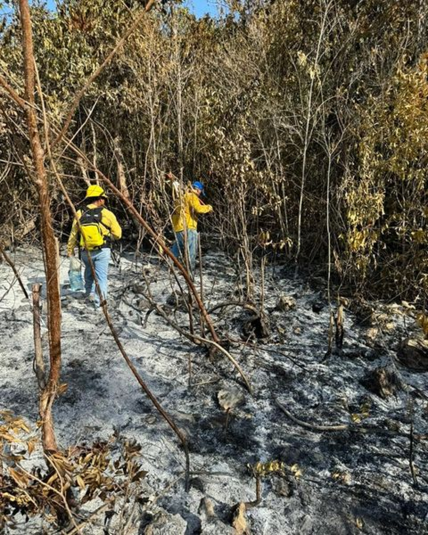 Combaten incendio forestal al suroeste de Puerto Morelos