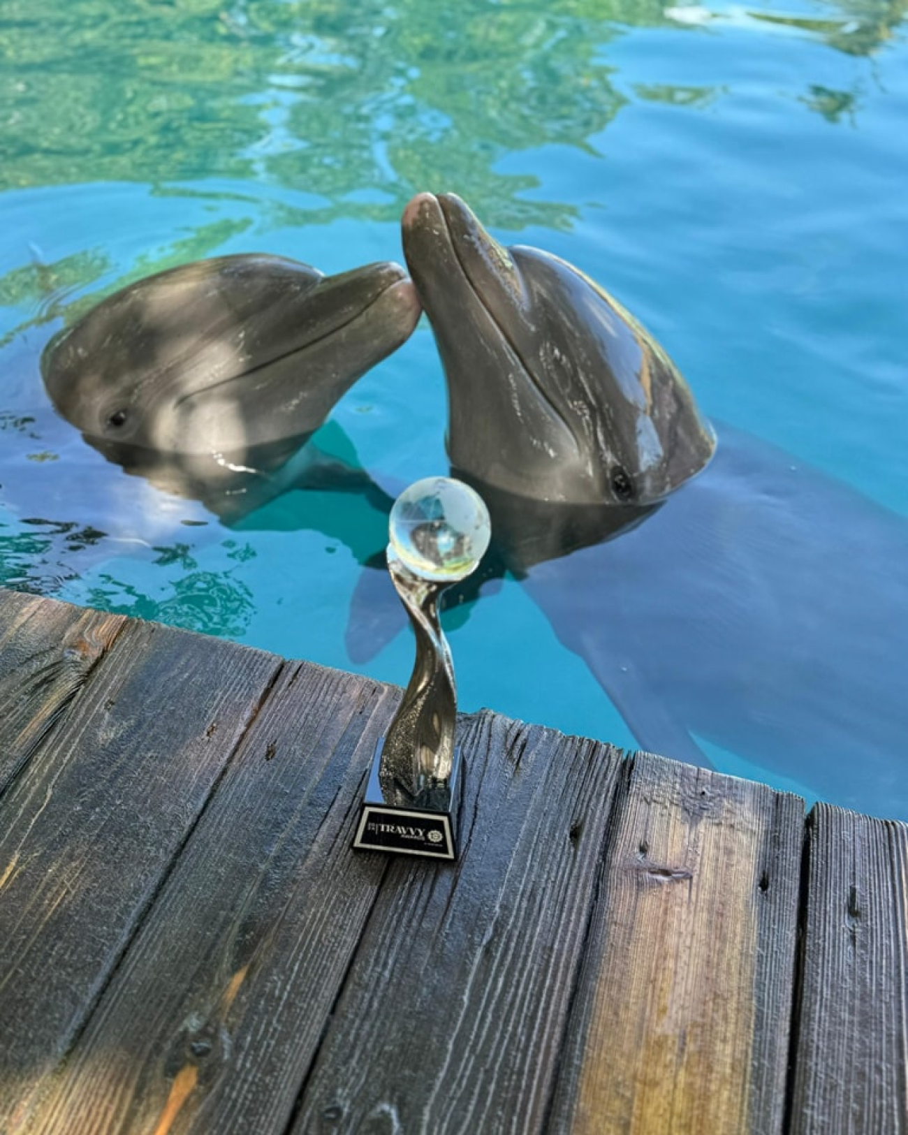 The Dolphin Company recibe el galardón como mejor parque acuático de México en los Travvy Awards