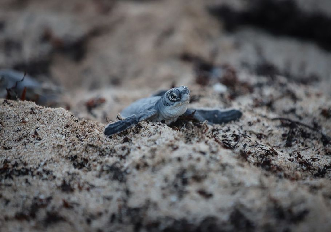 Listos para la temporada de anidación de tortugas marinas 2024 en Puerto Morelos