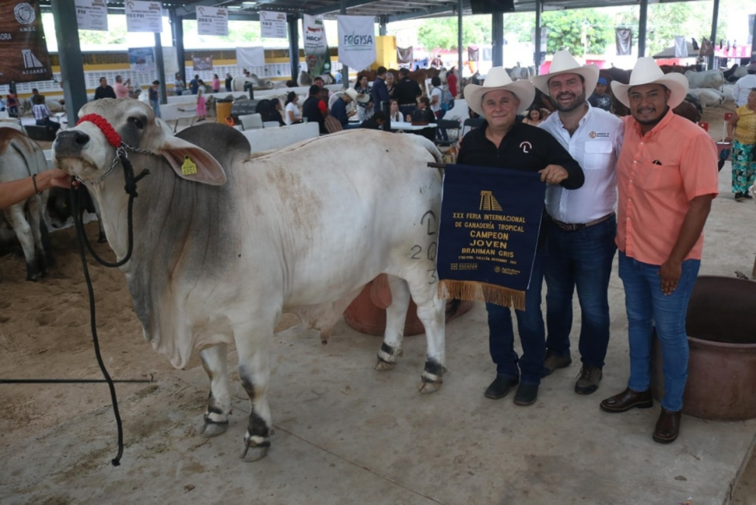 Brahman Gris juvenil de Quintana Roo gana “Mejor Ejemplar” en la feria de X’matkuil