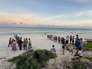 Liberan 300 crías de tortuga en Cozumel