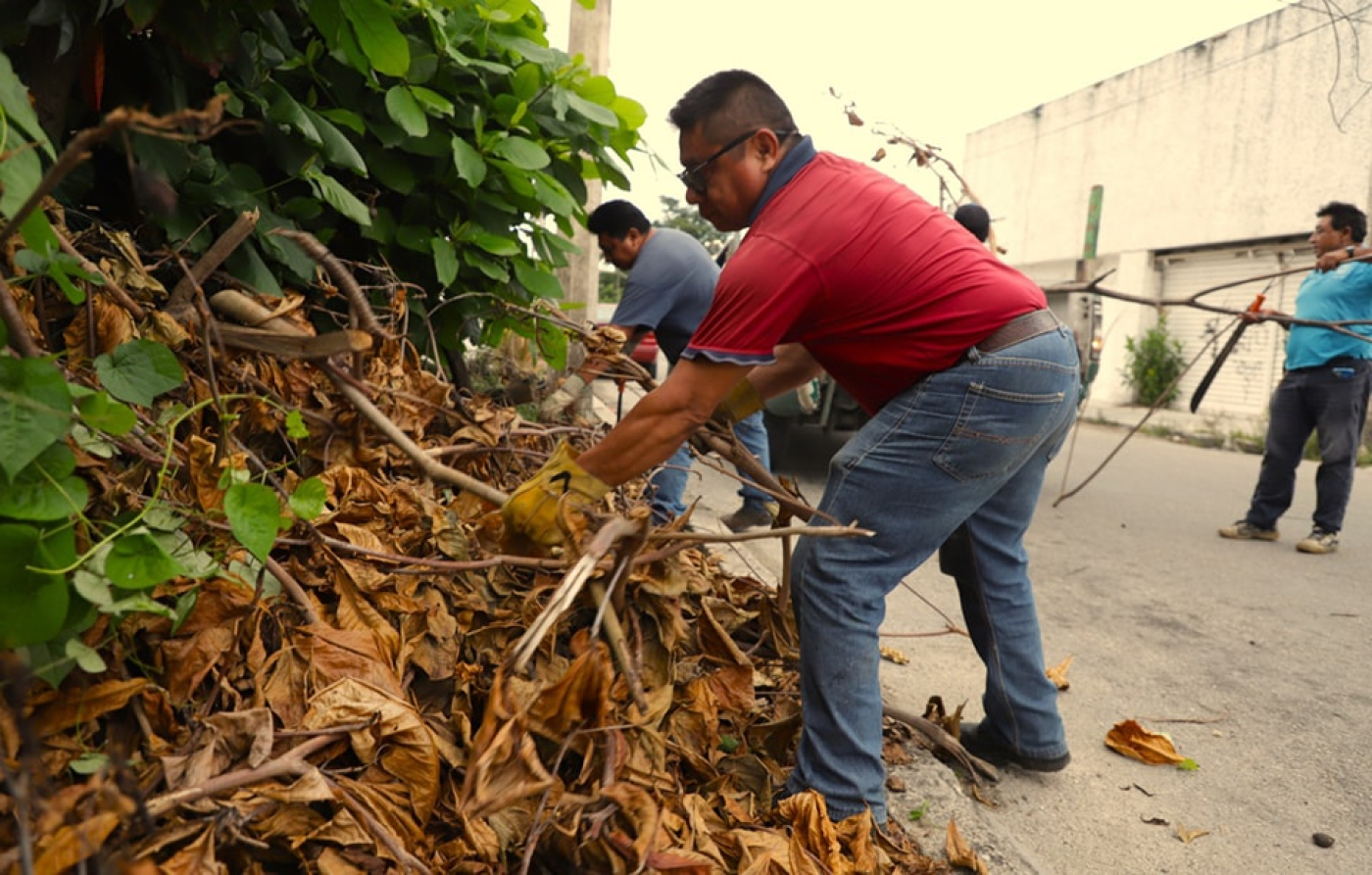 Subdirección de Ecología continúa con la recolección de residuos verdes