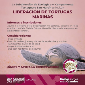 Gobierno de Cozumel invita a la comunidad a la Liberación de Tortugas Marinas 2024