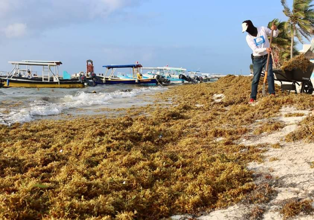 Reportan baja en el recale de sargazo en Puerto Morelos