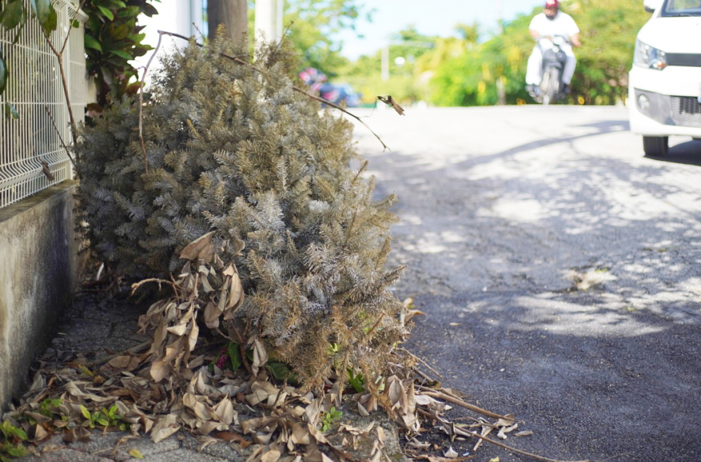 Inician programa de acopio y reciclaje de árbolitos de navidad