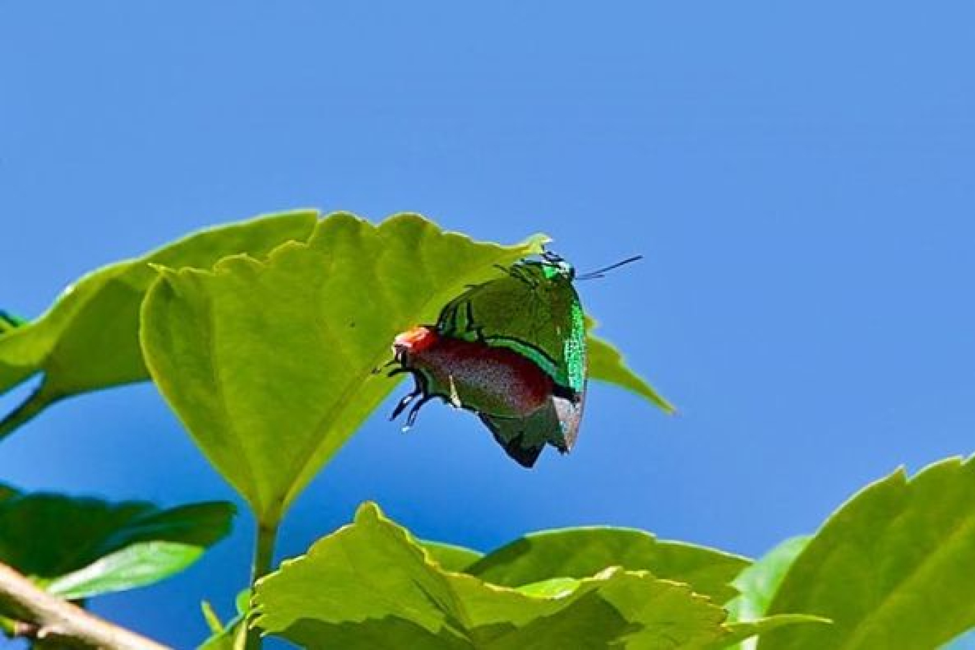 Detectan presencia de la mariposa Sedosa Quetzal en Cozumel