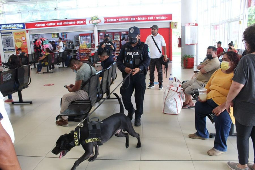 Con binomios caninos refuerzan la seguridad en Playa del Carmen