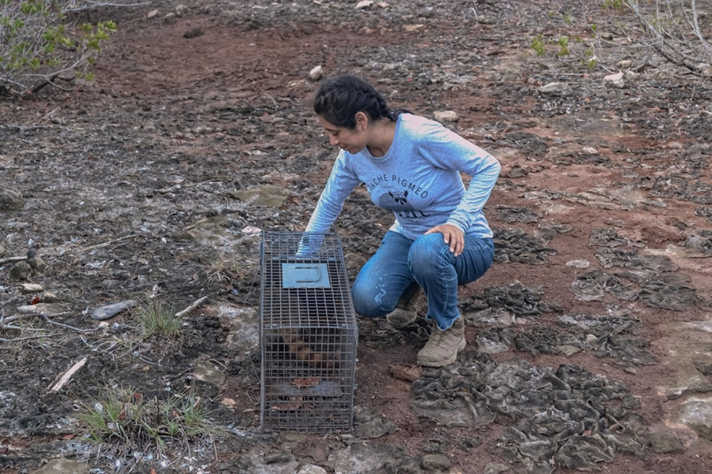 La Fundación de Parques y Museos contribuye al estudio del mapache pigmeo en Cozumel