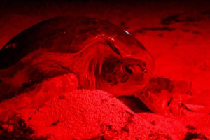 Gobierno de Atenea Gómez promueve la preservación de la tortuga marina