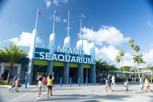The Dolphin Company da la bienvenida a Miami Seaquarium a su familia de parques