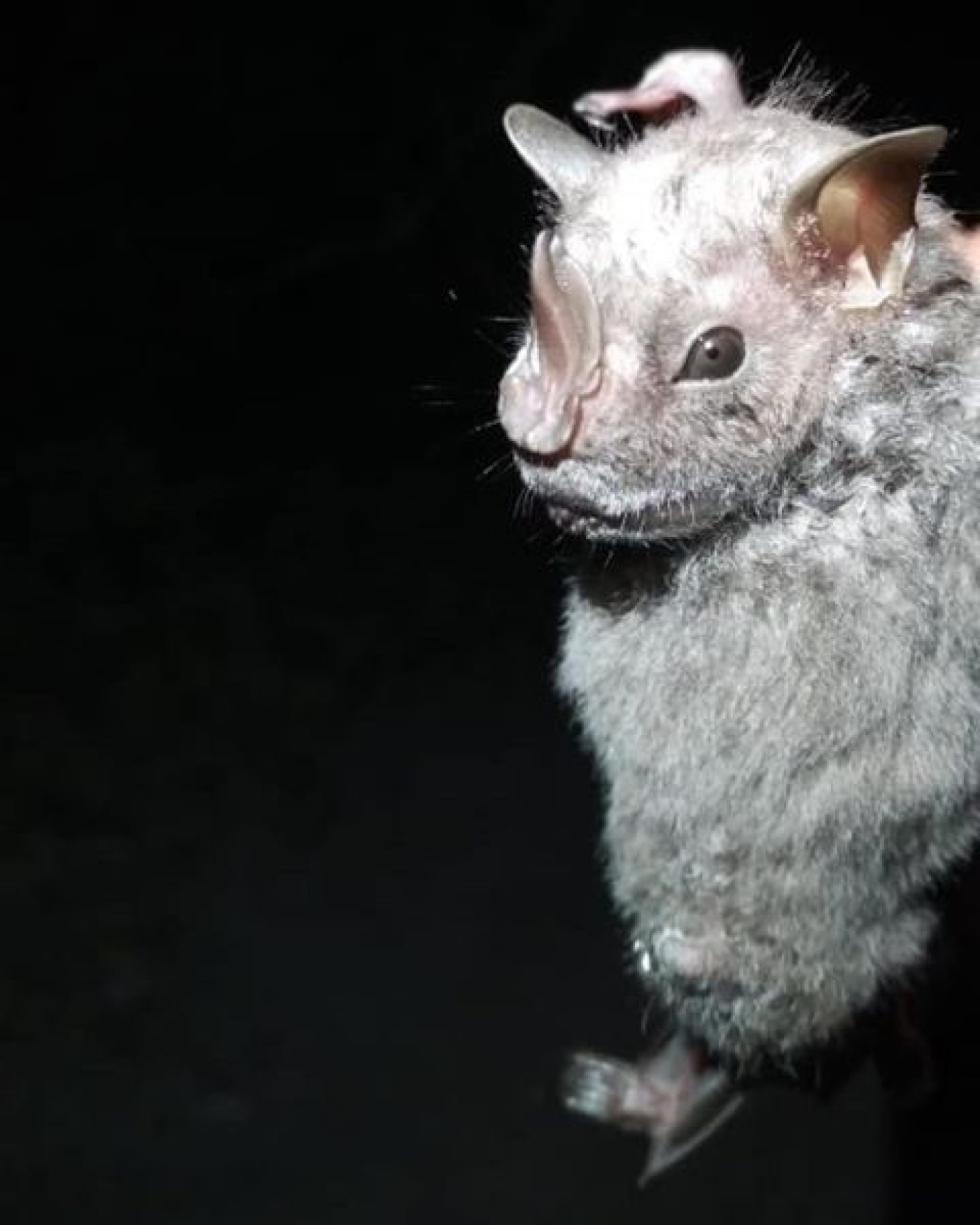 Registran nueva especie de murciélago en Cozumel, el Murciélago Ojón Peludo