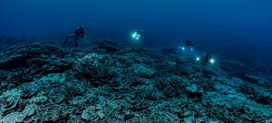 Descubierto arrecife de coral gigante en Tahití