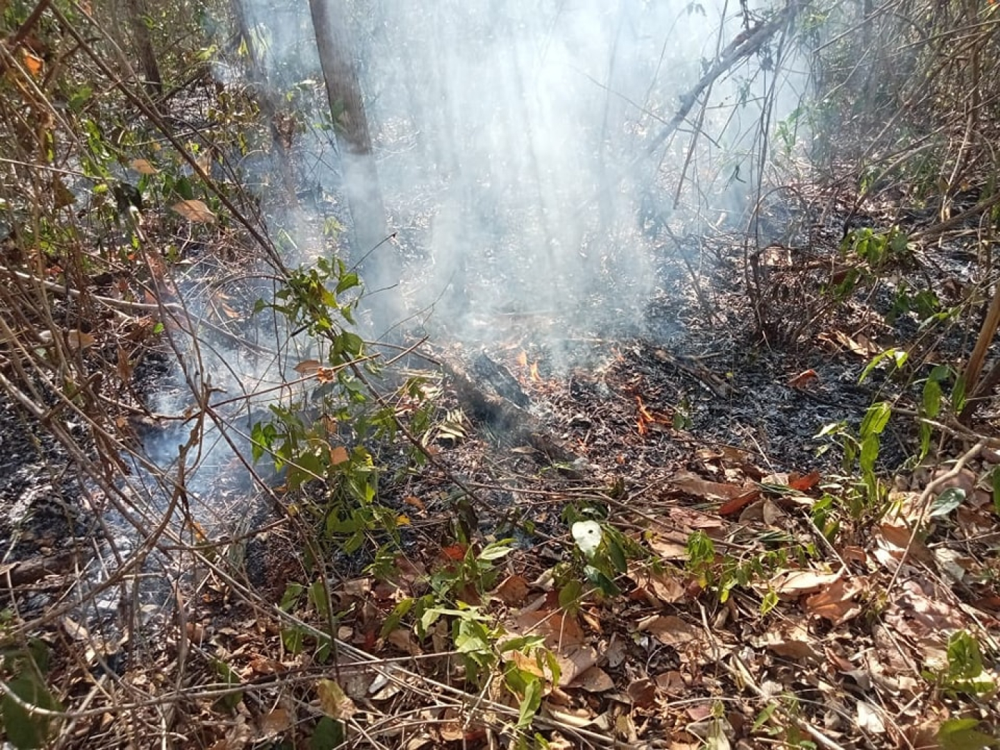 Trabajo coordinado para el combate de incendios forestales en Quintana Roo