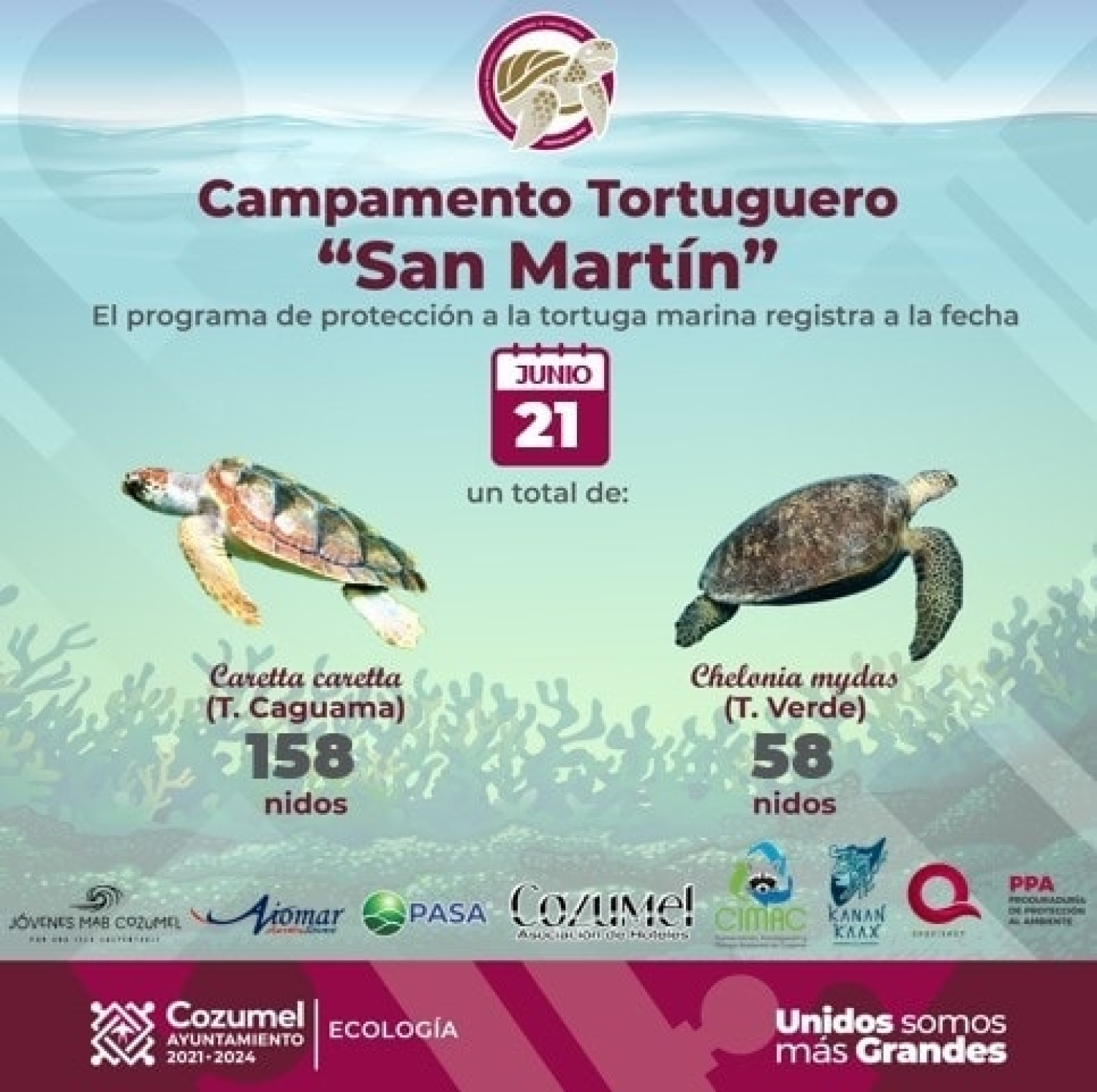 El Campamento Tortuguero contabiliza más de 200 nidos de tortuga marina