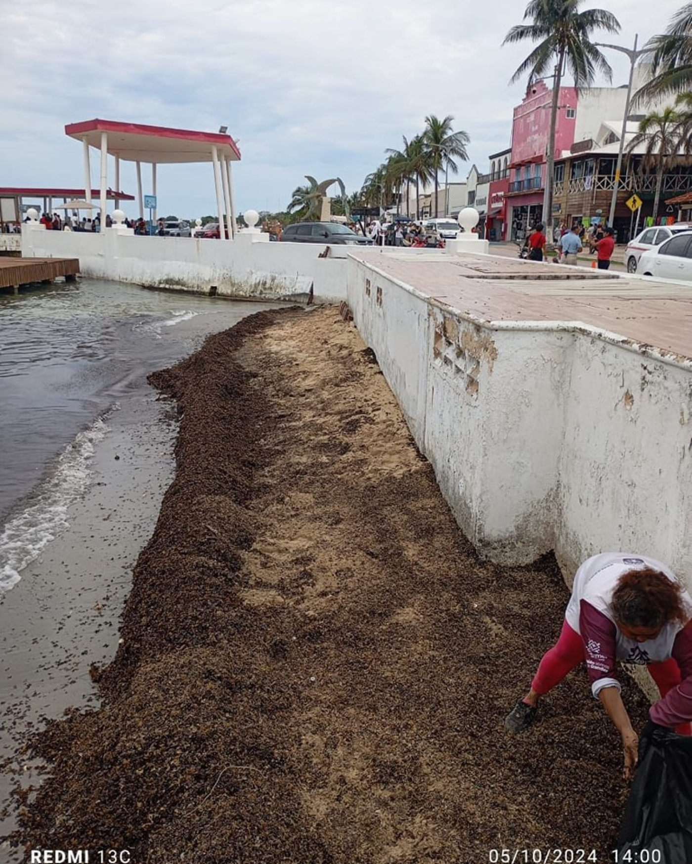 Liberan de sargazo y residuos sólidos el malecón de Cozumel, tras el paso de Milton