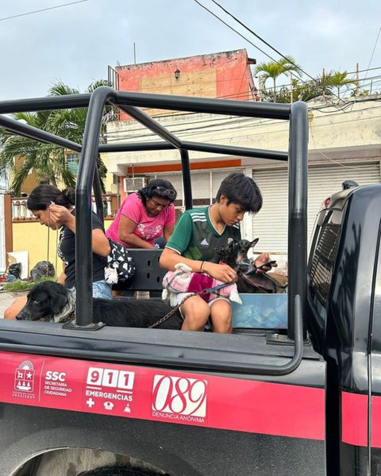 Refugios para animales fueron prioridad en Quintana Roo durante el paso del huracán “Beryl”