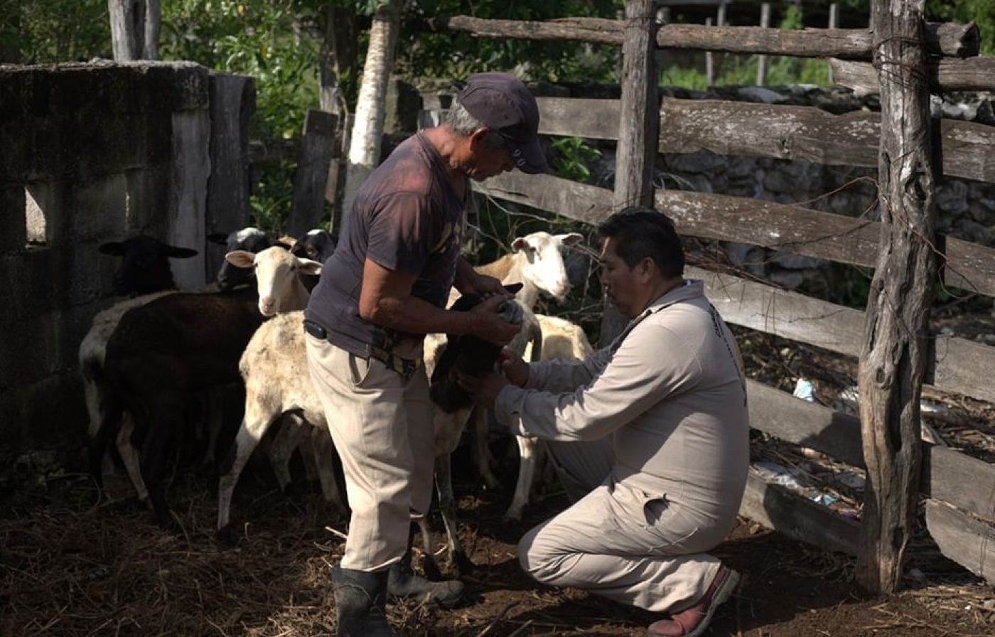 Inicia “Campaña nacional contra la brucelosis en los animales” con toma de muestras a ovinos