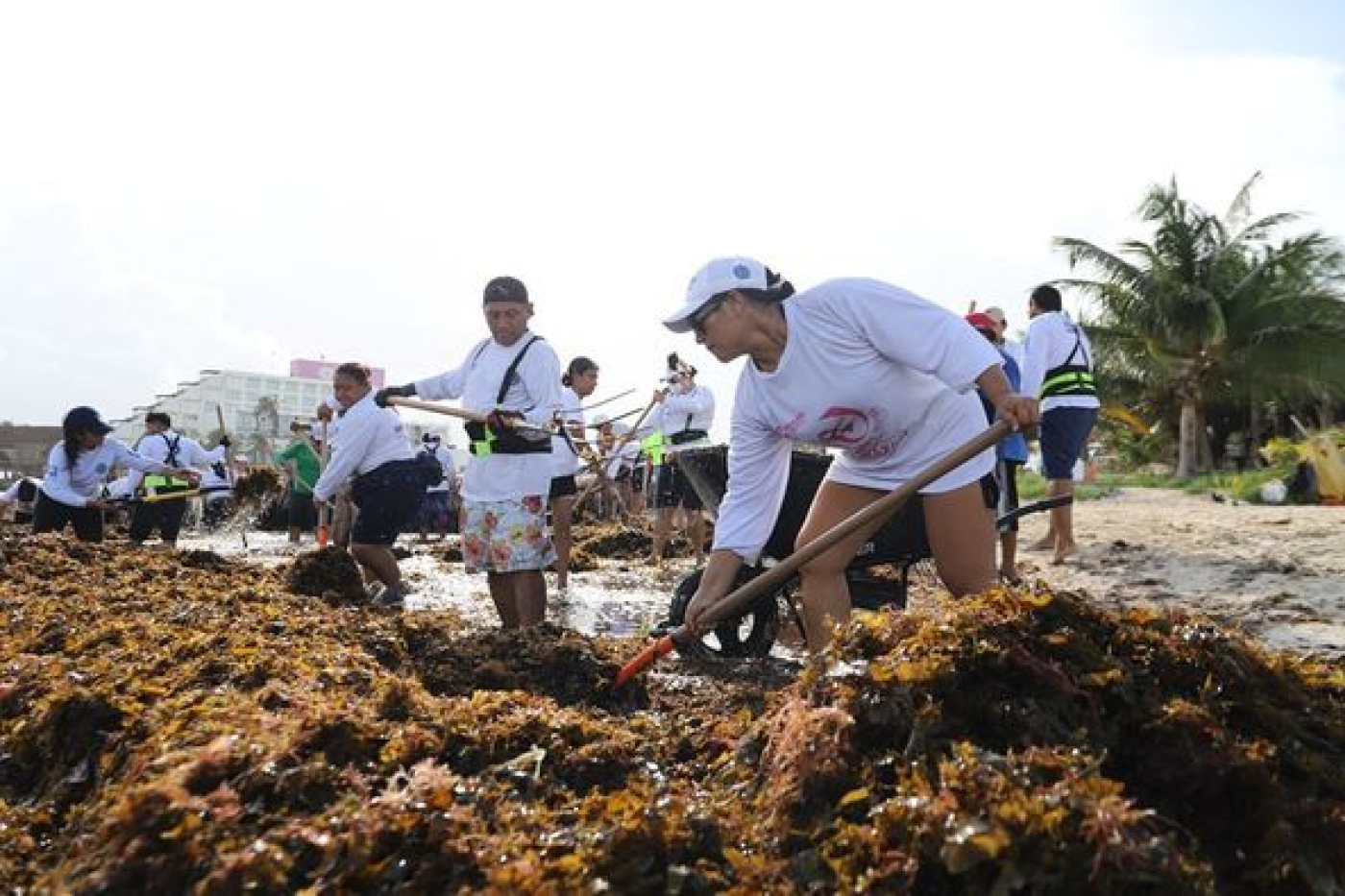 Avanza la limpieza de las playas y el retiro del sargazo en Isla Mujeres