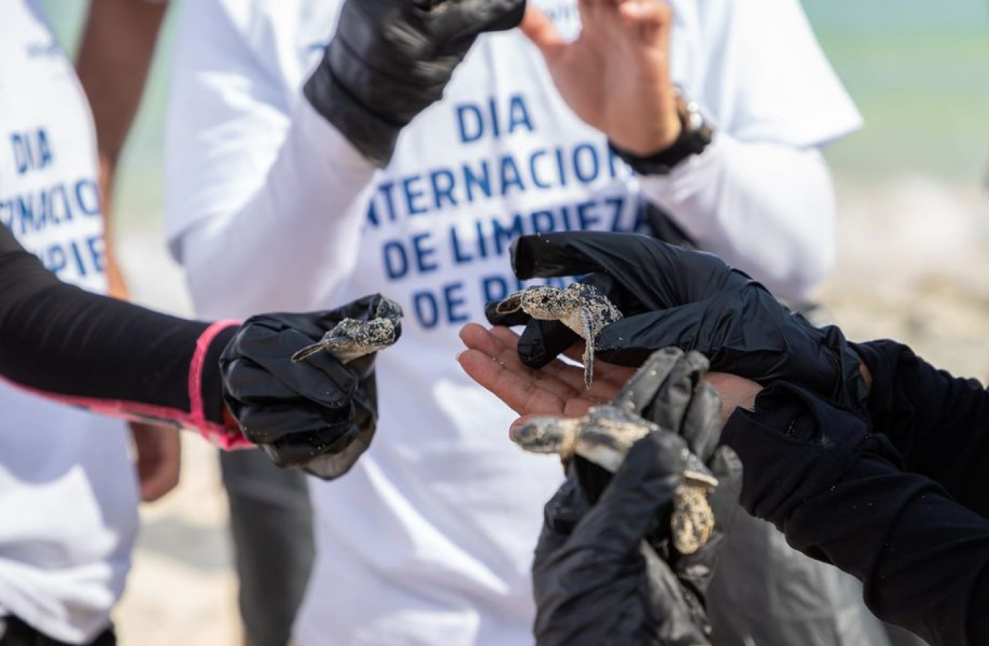 &quot;Brigada de Limpieza y Concientización&quot; en playa San Martín, elementos marinos rescataron tres crías de tortuga marina