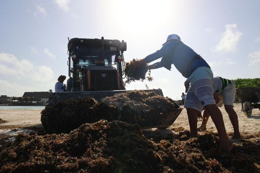 Redoblan esfuerzos para atender recale atípico de sargazo en Isla Mujeres