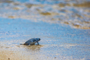Afinan detalles para la temporada de anidación de tortuga marina 2022